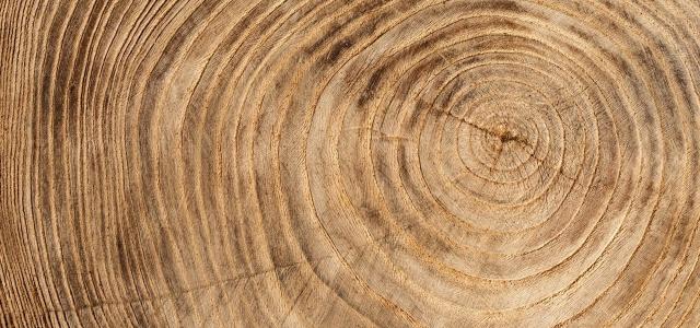 Wooden texture from cut tree trunk of maple tree, closeup